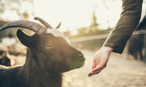 goat yoga pilsen - goat yoga pilsen goat yoga pilsen - goat yoga pilsen