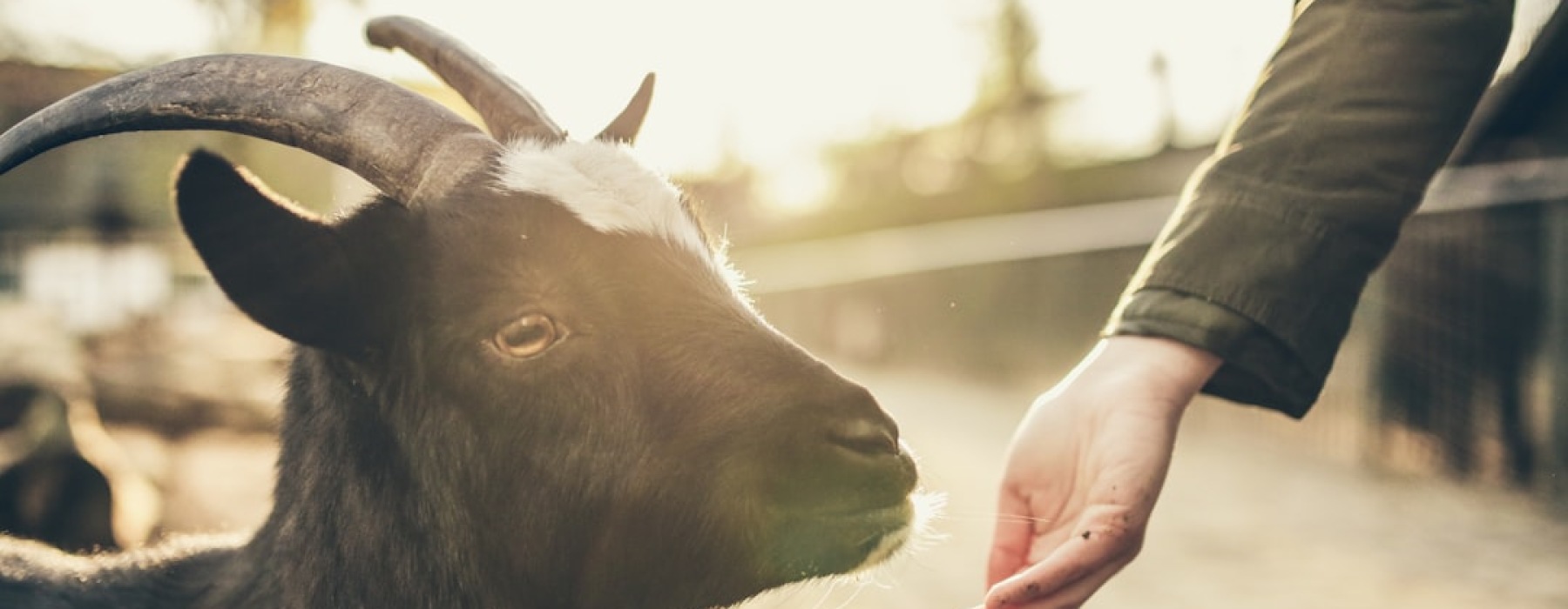 goat yoga pilsen - goat yoga pilsen