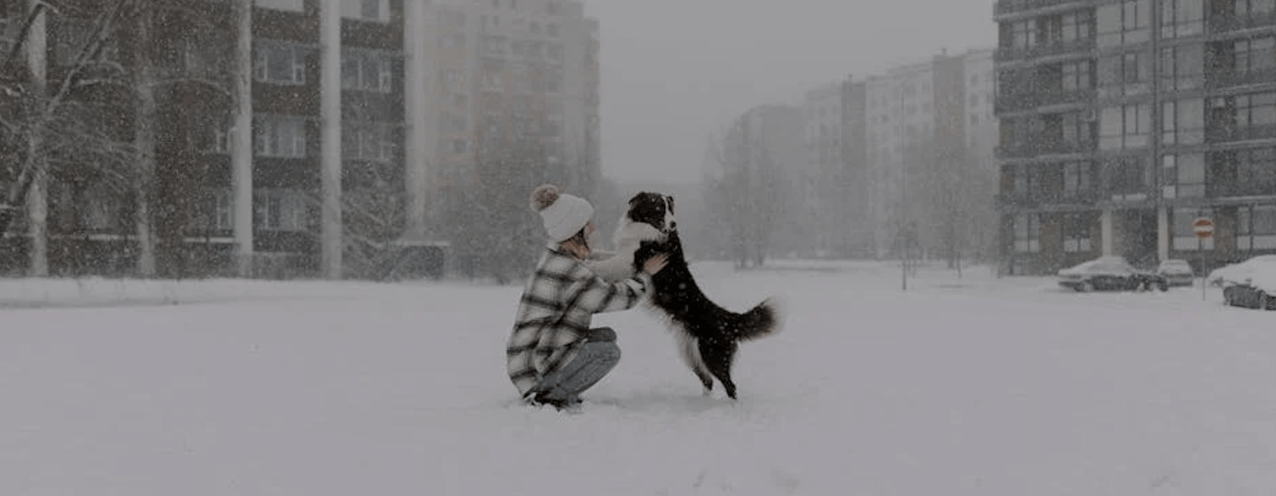 apartments with pet amenities - Apartments with pet amenities