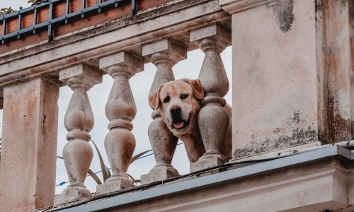 Dog friendly apartments - Dog friendly apartments