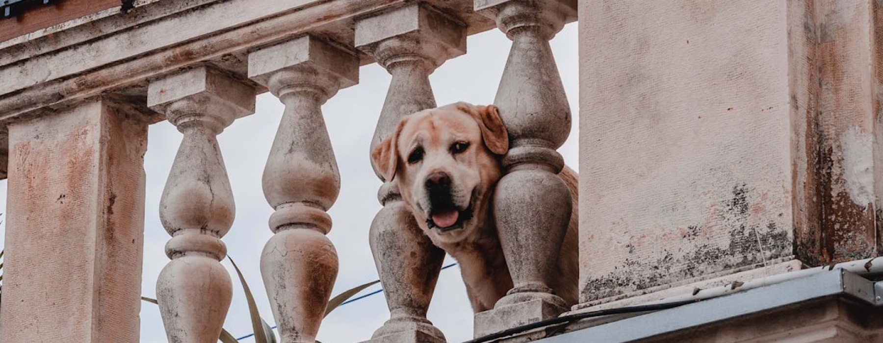 Dog friendly apartments - Dog friendly apartments